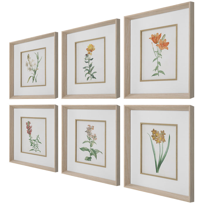 Uttermost Classic Botanicals Framed Prints - Set of 6