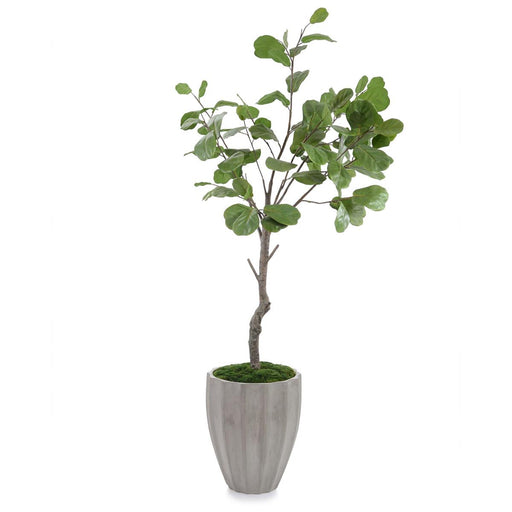 John Richard Coastal Fog Fiddle-Leaf Fig