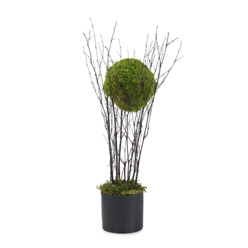 John Richard Bamboo Topiary