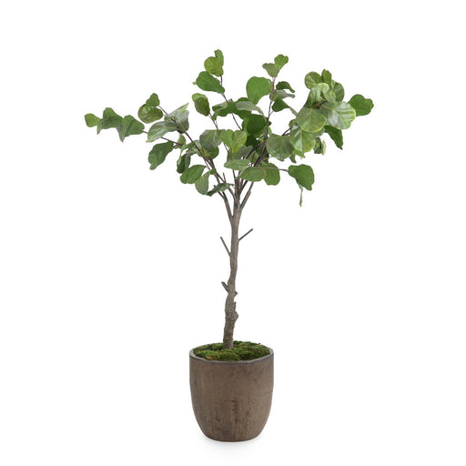 John Richard Fiddle Leaf Fig 5102