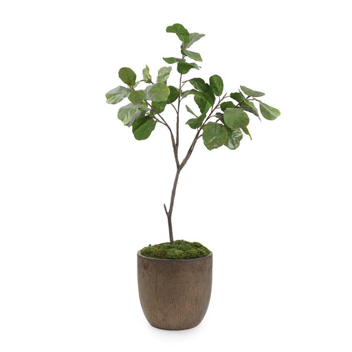 John Richard Fiddle Leaf Fig 5103