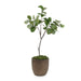 John Richard Fiddle Leaf Fig 5103