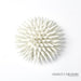 Global Views Urchin Wall Art by Ashley Childers