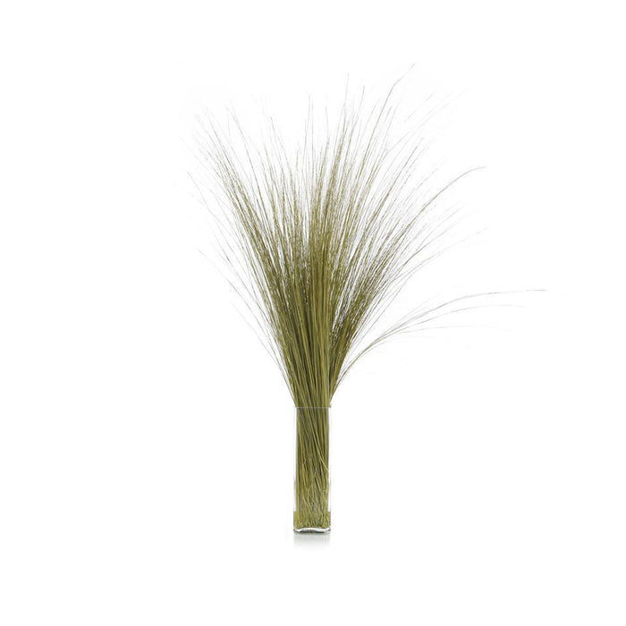 John Richard Fountain Grass