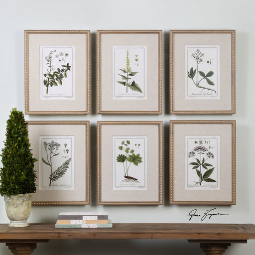 Uttermost Green Floral Botanical Study Prints - Set of 6